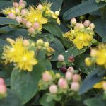 Hypericum inod. Magical Beauty