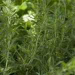 Hyssopus officinalis