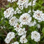 Iberis sempervirens