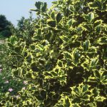 Ilex aq. 'Madame Briot'