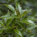 Ilex aq. 'Myrtifolia'