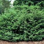 Ilex crenata 'Convexa'