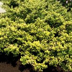 Ilex crenata 'Golden Gem'