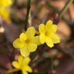 Jasminum nudiflorum