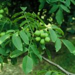 Juglans regia 'Buccaneer'