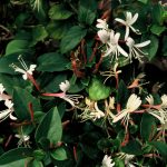 Lonicera jap. 'Dart's World'