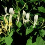 Lonicera jap. 'Hall's Prolific'
