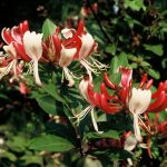 Lonicera per. 'Serotina'