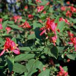 Lonicera tatar. 'Arnold Red'