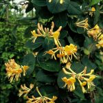 Lonicera tellmanniana