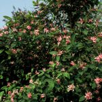 Lonicera tatar. 'Rosea'