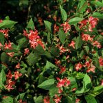 Lonicera tatar. 'Zabelii'