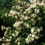 Malus 'Evereste'