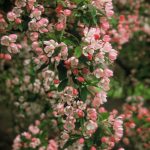 Malus floribunda