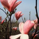 Magnolia 'Galaxy'
