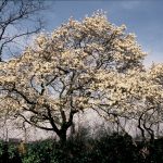 Magnolia kobus