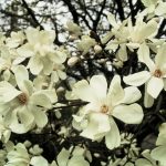 Magnolia x loebneri 'Merrill'