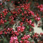 Malus 'Rudolph'