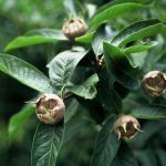 Mespilus germanica