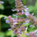 Nepeta kubanica