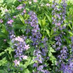 Nepeta 'Six Hills Giant'