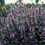 Nepeta sibirica