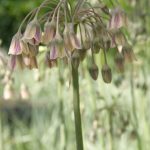 Nectaroscordum siculum