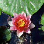 Nymphaea 'Attraction'