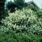 Osmanthus burkwoodii