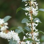 Osmanthus delavayi