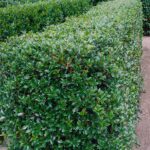 Osmanthus heterophyllus