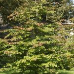 Parrotia persica