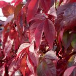 Parthenocissus quinquefolia