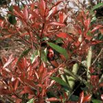 Photinia fraseri 'Red Robin'