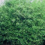 Phyllostachys humilis