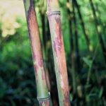 Phyllostachys nigra 'Boryana'