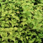 Physocarpus opulif. 'Dart's Gold'