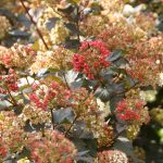 Physocarpus opulif. 'Diabolo'