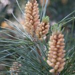 Pinus strobus