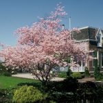 Prunus 'Accolade'