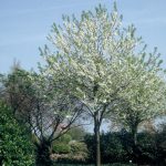 Prunus avium 'Plena'