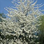 Prunus avium