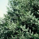 Prunus padus