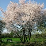 Prunus 'Pandora'