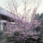 Prunus subh. 'Autumnalis Rosea'