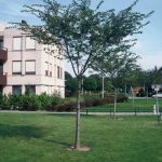 Prunus subh. 'Autumnalis'