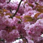 Prunus serr. 'Kanzan'