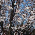 Prunus 'Spire'