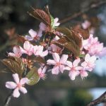 Prunus sargentii 'Rancho'