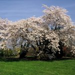 Prunus yedoensis